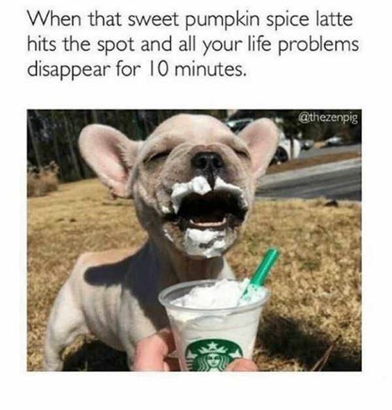 funny pumpkin spice memes Pumpkin Spice Memes Images Sayings and Puns