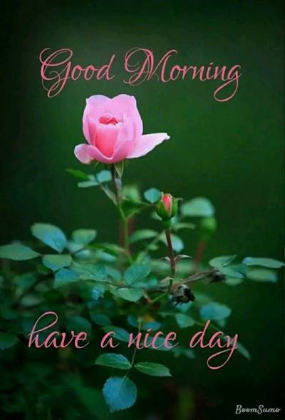 good morning happy images Special Good Morning Images With wishes Pictures And Quotes