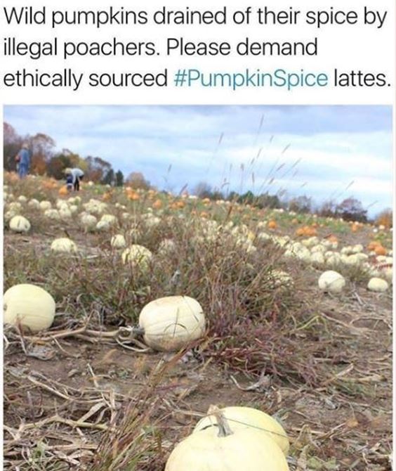 pumpkin spice memes 2022 Pumpkin Spice Memes Images Sayings and Puns