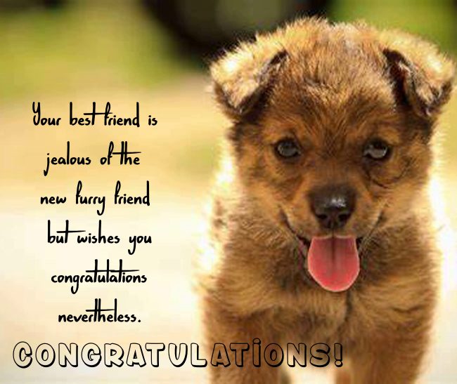 congratulations on your new fur baby
