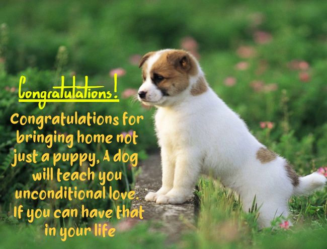 welcome new puppy quotes