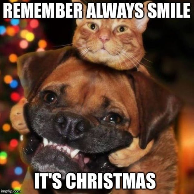 remember always merry christmas memes Funny Merry Christmas Memes And Xmas Merry Funny Images
