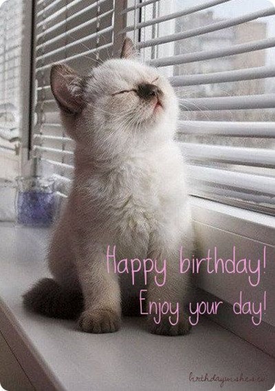 Cat Meme Happy Birthday