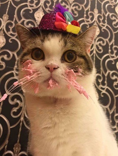 Cute Happy Birthday Cat Memes
