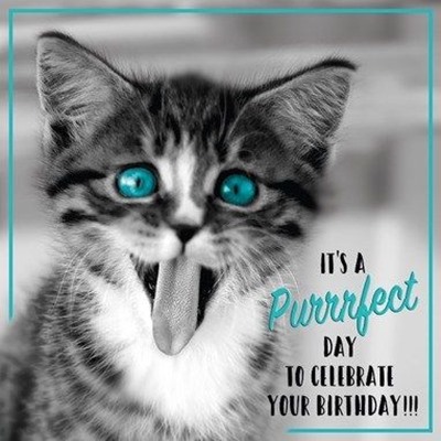 Grumpy Cat Happy Birthday Memes