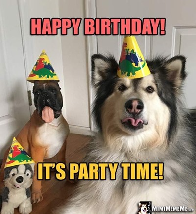 Happy Birthday Cat Meme And Pictures