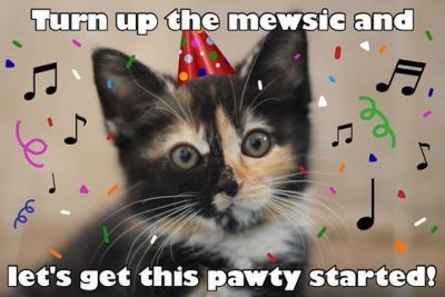 Happy Birthday Fat Cat Meme