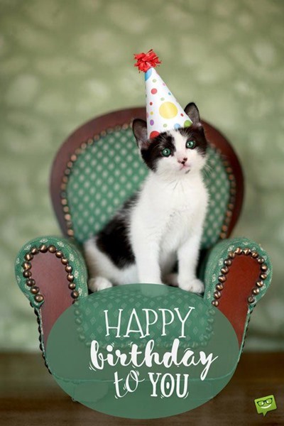 Sweet Happy Birthday Cat Memes